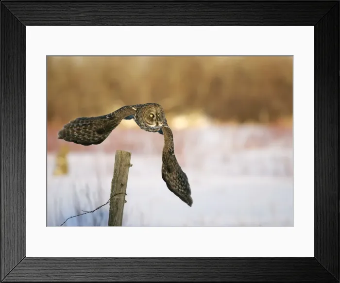 Framed Print : Great Grey Owl - Standing 27 in tall with a wingspan of 52 inches this is our longest owl. When vole populations crash in the boreal forests where they nest they often move south in search of food Framed Print : Great Grey Owl - Standing 27 in tall with a wingspan of 52 inches this is our longest owl. When vole populations crash in the boreal forests where they nest they often move south in search of food
