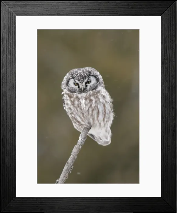 Framed Print : Boreal Owl Ontario, Canada Framed Print : Boreal Owl Ontario, Canada