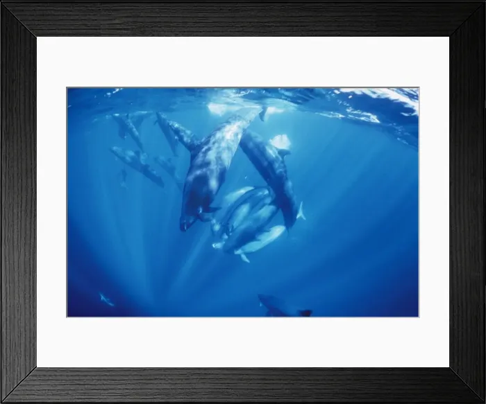 Framed Print : False Killer Whales - sharing Tuna prey without dispute Framed Print : False Killer Whales - sharing Tuna prey without dispute