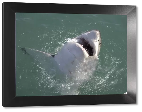 Great White Shark - with head out of water. Gansbaai South Africa
