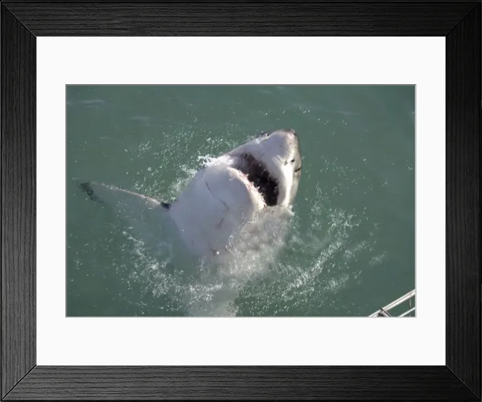 Framed Print : Great White Shark - with head out of water. Gansbaai South Africa Framed Print : Great White Shark - with head out of water. Gansbaai South Africa
