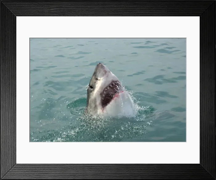 Framed Print : Great White Shark - with head out of water. Gansbaai South Africa Framed Print : Great White Shark - with head out of water. Gansbaai South Africa