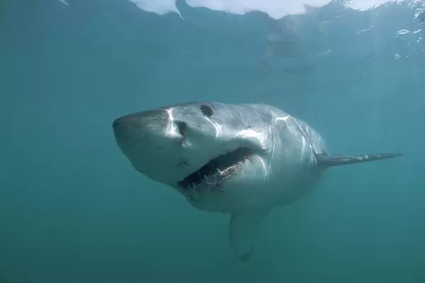 Great White Shark - Underwater. Gansbaai South Africa