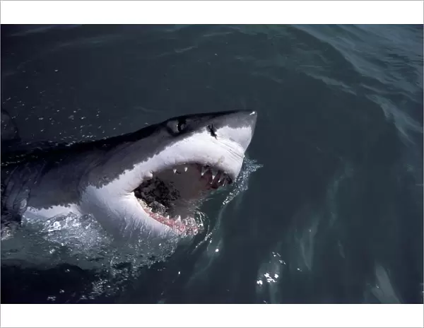 Great White Shark - with head out of water. Dire Island, Gansbaai, South Africa