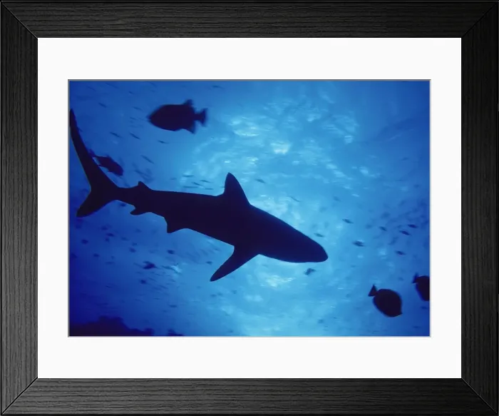 Framed Print : Shark and fish underwater - Underside view Framed Print : Shark and fish underwater - Underside view