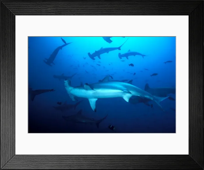 Framed Print : School of Scalloped Hammerhead Sharks. Island of Malpelo Columbia