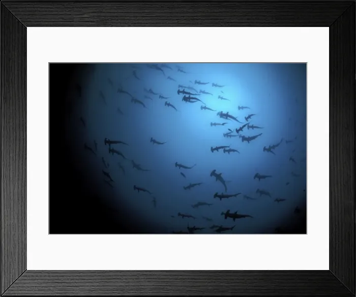 Framed Print : School of Scalloped Hammerhead Sharks. Island of Malpelo Columbia