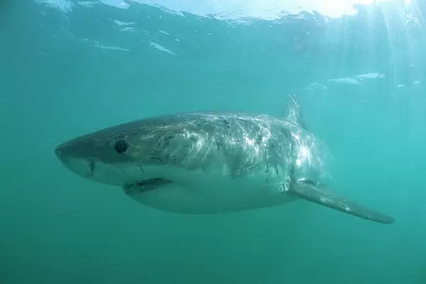 Great White Shark. Underwater. Dire Island Gansbaai South Africa