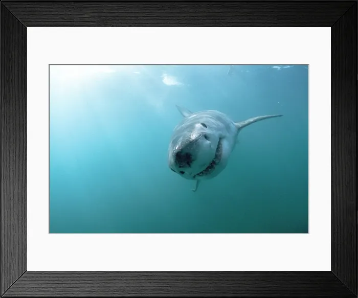 Framed Print : Great White Shark. Underwater. Dire Island, Gansbaai, South Africa