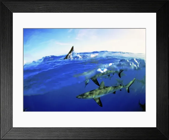 Framed Print : Blacktip Sharks - Split-level view, above and underwater. Island Rangiroa, Polynesia Framed Print : Blacktip Sharks - Split-level view, above and underwater. Island Rangiroa, Polynesia
