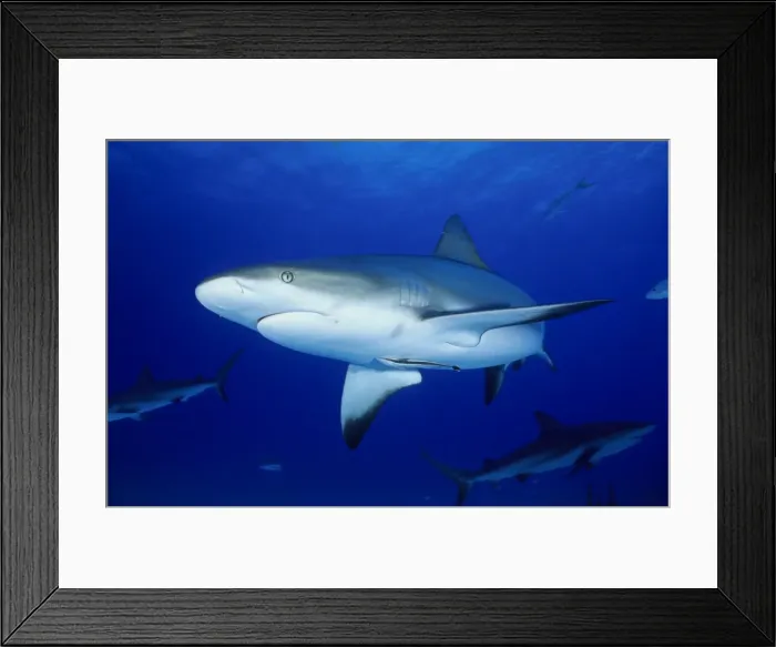 Framed Print : Grey Reefsharks - Underwater. Carribean Sea Framed Print : Grey Reefsharks - Underwater. Carribean Sea