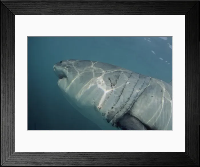 Framed Print : Great White Shark. Underwater. Dire Island Gansbaai South Africa Framed Print : Great White Shark. Underwater. Dire Island Gansbaai South Africa