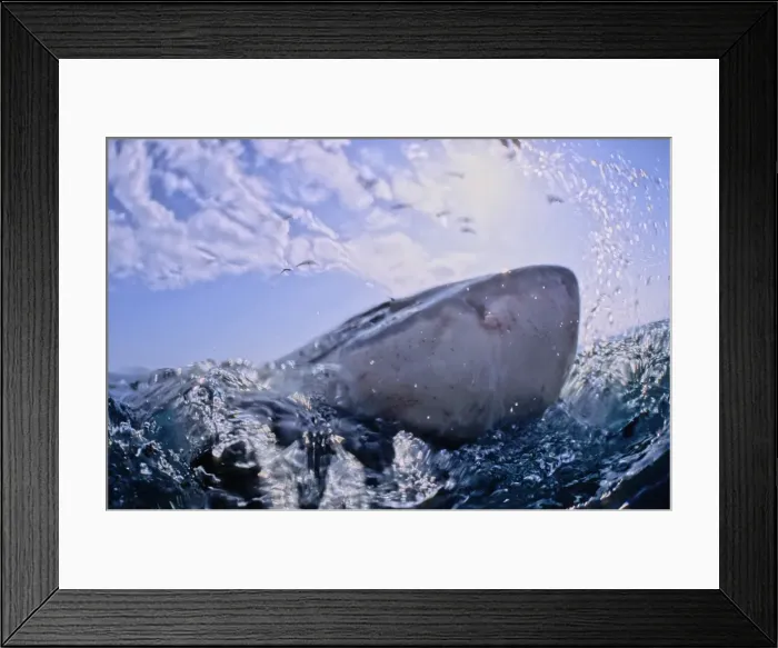 Framed Print : Great White Shark. With nose out of water. Dire Island Gansbaai South Africa
