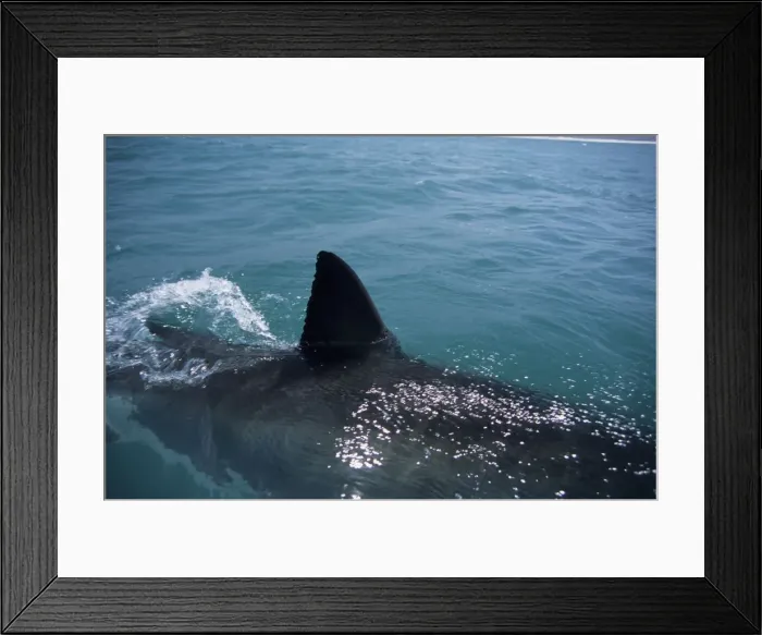 Framed Print : Great White Shark. With fin out of water. Dire Island Gansbaai South Africa Framed Print : Great White Shark. With fin out of water. Dire Island Gansbaai South Africa
