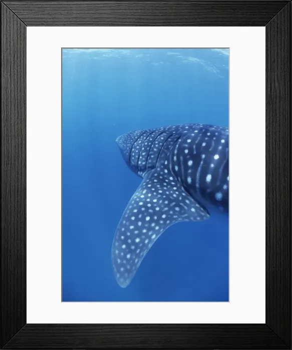 Framed Print : Whale Shark Walhai, Indian ocean, Mozambique Framed Print : Whale Shark Walhai, Indian ocean, Mozambique