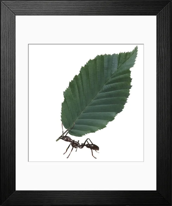 Framed Print : Leaf Cutter Ant KAD-5-M © Ken Lucas / David Dixon / ARDEA LONDON Framed Print : Leaf Cutter Ant KAD-5-M © Ken Lucas / David Dixon / ARDEA LONDON
