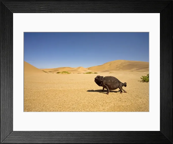 Framed Print : Namaqua Chameleon with dunes / desert in the background. Namib Desert, Namibia, Africa Framed Print : Namaqua Chameleon with dunes / desert in the background. Namib Desert, Namibia, Africa