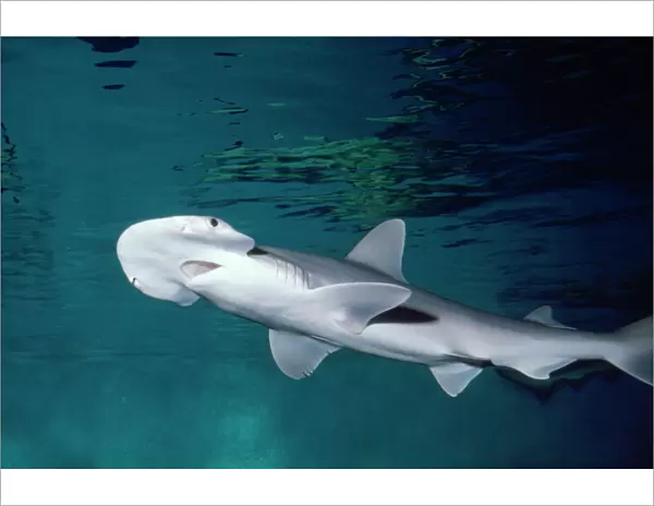 Bonnethead  /  Shovelhead Shark