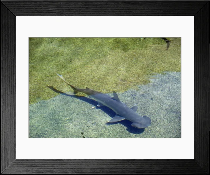 Framed Print : Shovelhead / Bonnet / Bonnethead Shark Framed Print : Shovelhead / Bonnet / Bonnethead Shark