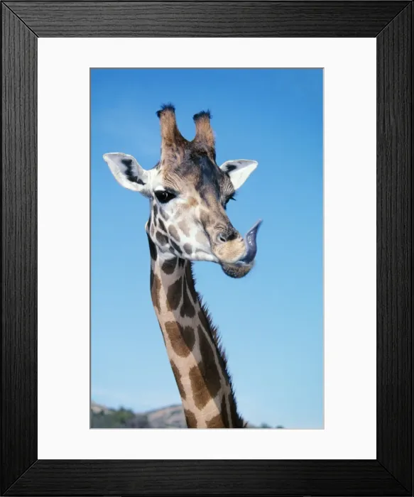 Framed Print : Rothschild's / Uganda / Baringo Giraffe Head with tongue out Framed Print : Rothschild's / Uganda / Baringo Giraffe Head with tongue out