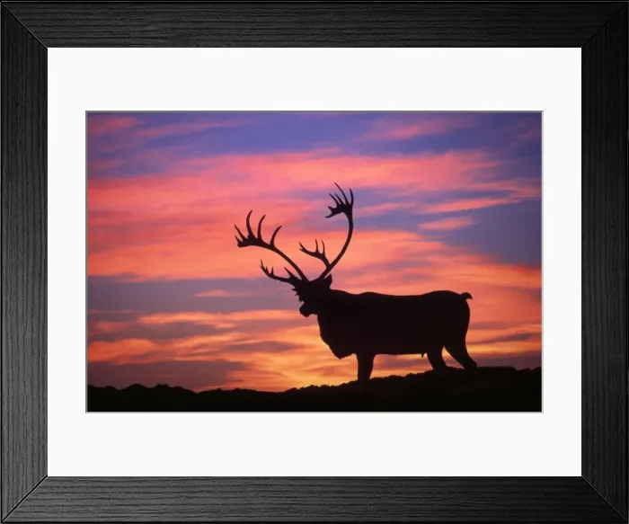 Framed Print : Reindeer / Caribou - at sunset Framed Print : Reindeer / Caribou - at sunset