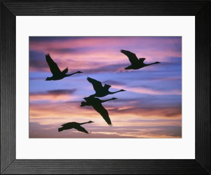 Framed Print : Swan - flying at sunset Framed Print : Swan - flying at sunset