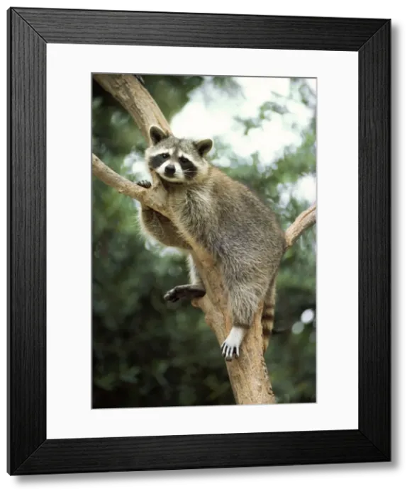 Framed Print : Racoon North America