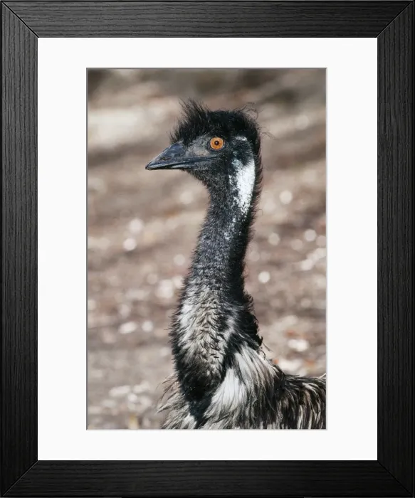 Framed Print : Emu Female, Australia Framed Print : Emu Female, Australia