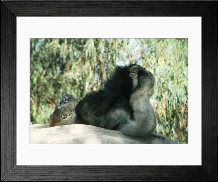 Framed Print : Lowland Gorilla Lying on back with hands & feet in the air