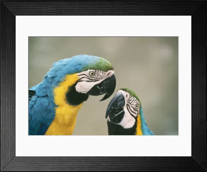 Framed Print : Blue & Yellow Macaw E. Panama to Paraguay & Brazil Framed Print : Blue & Yellow Macaw E. Panama to Paraguay & Brazil