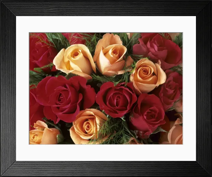 Framed Print : Bouquet of Roses with light pink and read blossoms Baden-Wuerttemberg, Germany Framed Print : Bouquet of Roses with light pink and read blossoms Baden-Wuerttemberg, Germany