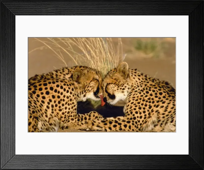 Framed Print : Cheetah - pair grooming Framed Print : Cheetah - pair grooming