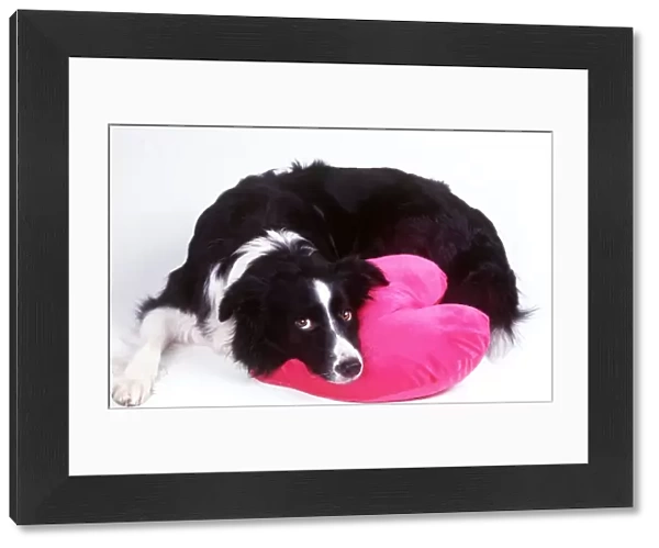 DOG - Border Collie looking sad with head on heart cushion