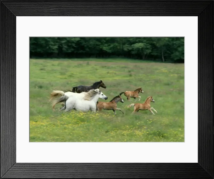 Framed Print : Horse - Welsh Mountain Ponies, galloping Framed Print : Horse - Welsh Mountain Ponies, galloping