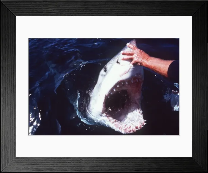 Framed Print : Great White  /  White  /  White Pointer SHARK - man touching shark s