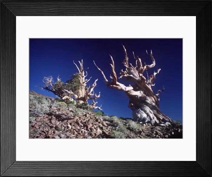 Framed Print : BRISTLECONE PINES Framed Print : BRISTLECONE PINES
