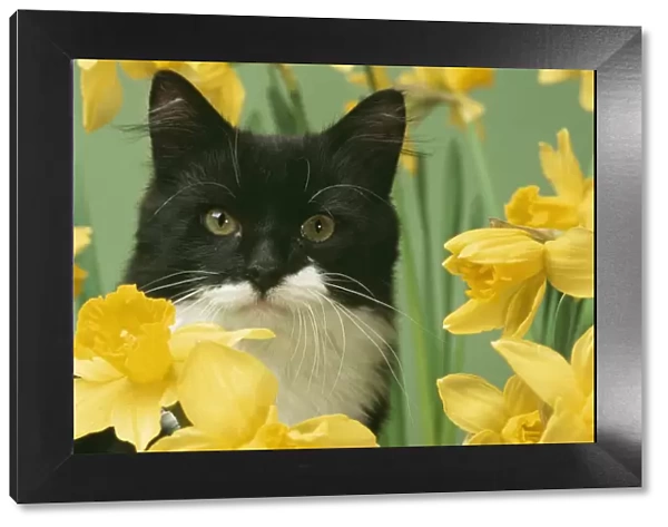 CAT - black and white kitten in daffodils