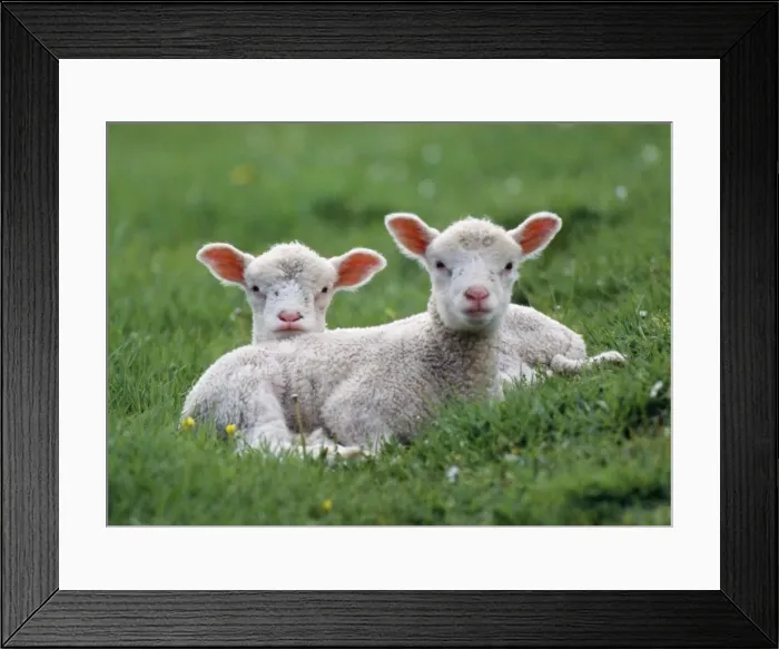 Framed Print : LAMBS - two lying down in field Framed Print : LAMBS - two lying down in field