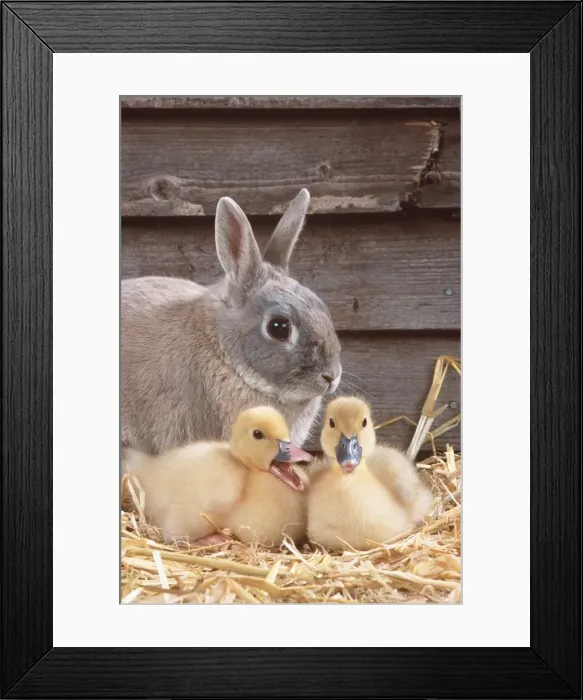 Framed Print : RABBIT - & Muscovy ducklings, quacking Framed Print : RABBIT - & Muscovy ducklings, quacking