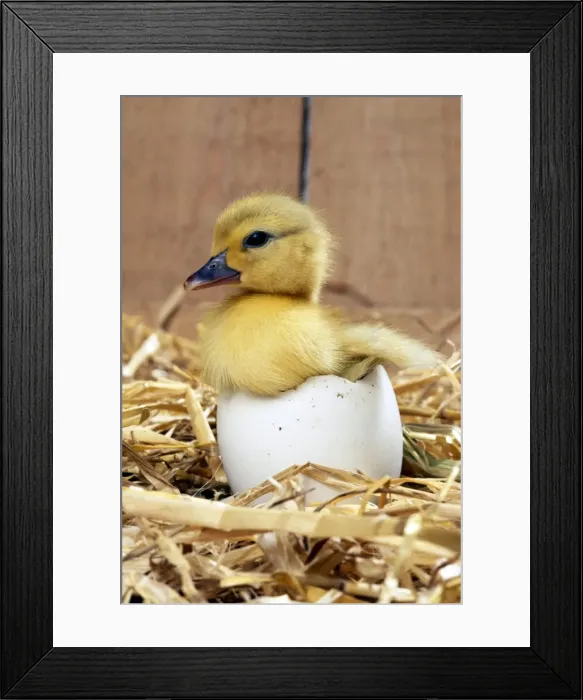 Framed Print : DUCKLING - Muscovy Duckling in egg shell Framed Print : DUCKLING - Muscovy Duckling in egg shell