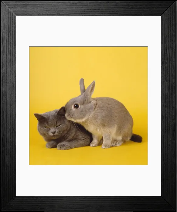 Framed Print : Cat & Rabbit Framed Print : Cat & Rabbit