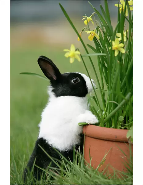 Dutch Rabbit with flowers
