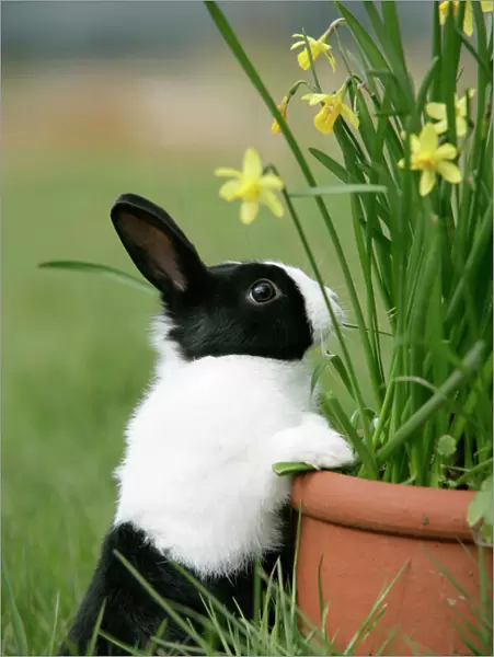 Dutch Rabbit with flowers