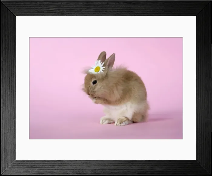 Framed Print : Rabbit. baby lion head rabbit ( 6 wks old )