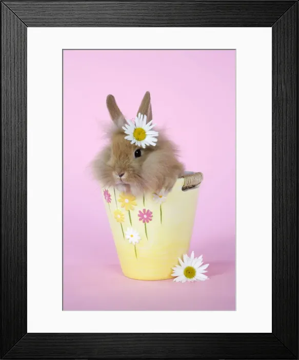 Framed Print : Rabbit. baby lion head rabbit ( 6 wks old ) in a flower pot Framed Print : Rabbit. baby lion head rabbit ( 6 wks old ) in a flower pot