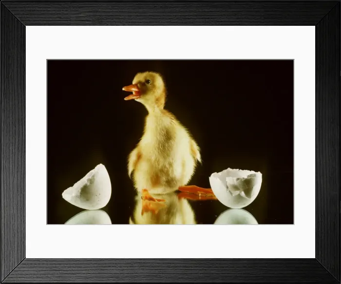 Framed Print : DUCKLING - on mirror, mouth open, with broken eggshell Framed Print : DUCKLING - on mirror, mouth open, with broken eggshell