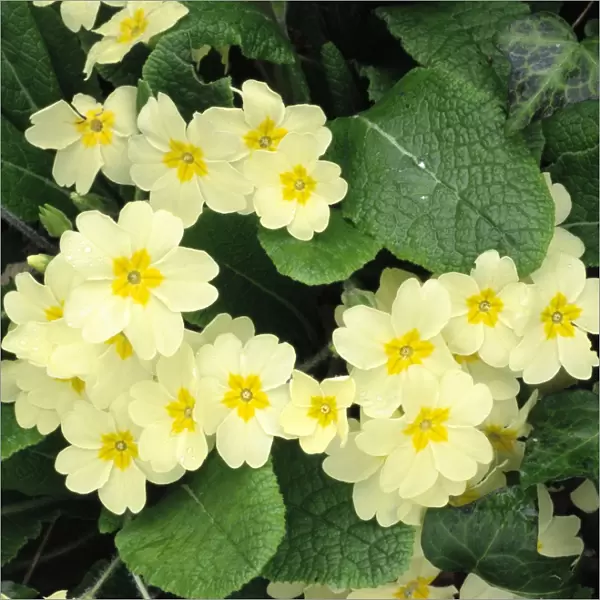 Primroses - spring Dorest hedgebank, UK