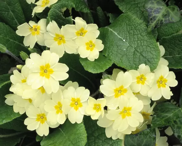Primroses - spring Dorest hedgebank, UK