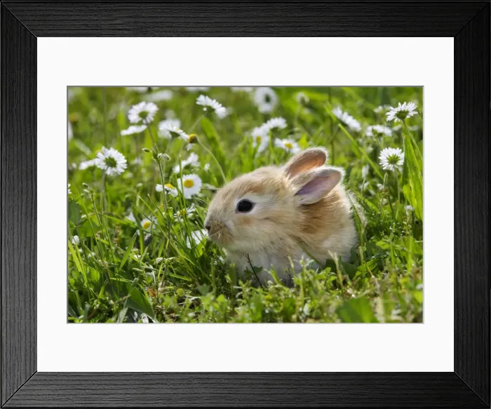 Framed Print : Domestic Rabbit - outside amongst daisies Framed Print : Domestic Rabbit - outside amongst daisies