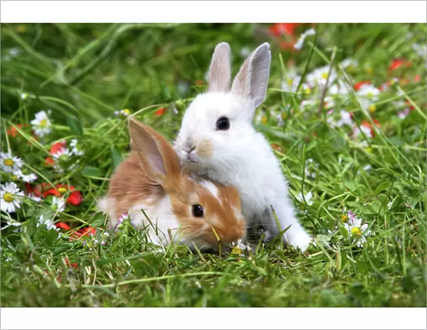 Domestic Rabbits - outside amongst flowers